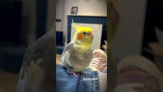 Cockatiel Vents About His Woes Before Nap Time!  | Tiel Named Loubert