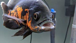 How much to feed Oscar fish in ONE day