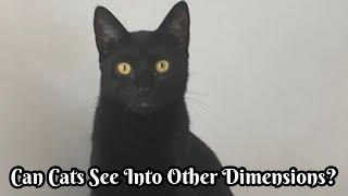 Can Cats See Into Other Dimensions?  Psychic Reading