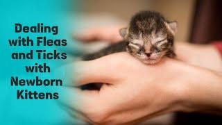 The Safest Approach: How to Deal with Fleas and Ticks with Newborn Kittens 