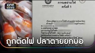 หนุ่มโวยโดนตัดไฟ ปลาคาร์ฟตายยกบ่อ | ข่าวเที่ยงช่องวัน | สำนักข่าววันนิวส์