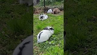 Bunny Diary:  happy family #lionheadrabbit #rabbit #bunny