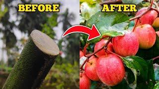 How To Prune Apple Ber Plant In Pot For Lots Of Flowers (IN HINDI) Kashmiri Apple Ber In Pot