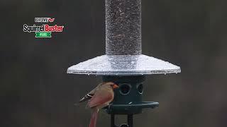 Squirrel Buster Plus Wild Bird Feeder
