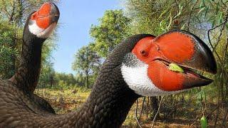 The Demon Ducks of Prehistoric Australia