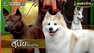 น่ารักมากกกกก!! น้องหมาไทย 3 สายพันธ์ุ | คุณพระช่วย