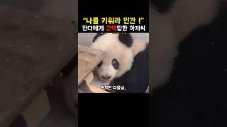 “야생 판다”에게 간택 당한 아저씨의 충격적인 선택... #판다 #panda #쇼츠 #shorts