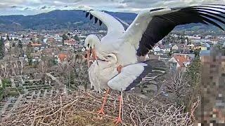 Live aus dem Storchennest Kirchzarten, Deutschland