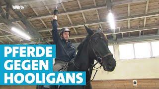 Training an der Polizeipferdeschule in Ostfildern