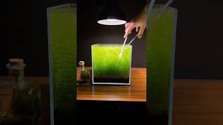 Trimming my nano planted aquarium cube