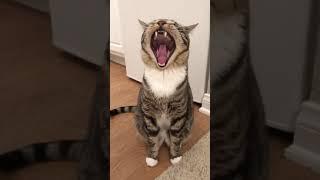 Lustige Haustiere | Cat Videos 2022 ! #short 5