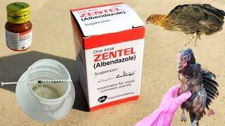 Zentel for Poultry Birds | Backyard Chickens Deworming | Dr. ARSHAD