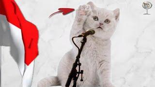Kucing Cover Lagu Tujuh Belas Agustus Tahun 45 | Dunia Kucing TV