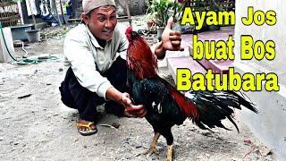 AYAM JOS BUAT BOS BATUBARA