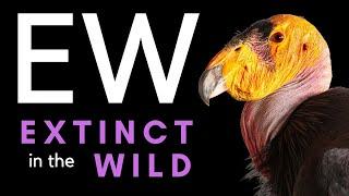 Only Found in Captivity - 20 Species that Have Gone Extinct in the Wild