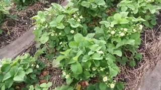 Дачный дневник 15.05.2025г