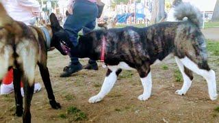 Akita Dares To Approach Belgian Malinois Moments After Attack At Dog Park