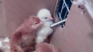 4day old baby chicks