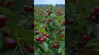 framing #harvestseason #agriculture #harvest #agriculture#youtubeshorts