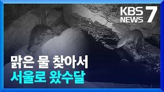 ‘수달 가족’ 고향 떠나 서울로, 왜? / KBS  2023.02.20.