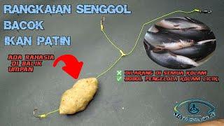 RANGKAIAN IKAN PATIN SENGGOL BACOK ‼️ DILARANG DI SEMUA KOLAM ‼️