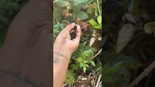  Canada ல ரோடெல்லாம் FREE பெரிஸ் 🫐 #free #fruit #nature #minivlog #tamil #vancouver #berries