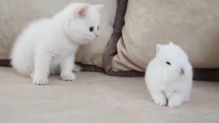 子猫と子うさぎ