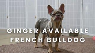 Ginger Our Available French Bulldog Puppy at Woodland Frenchies!