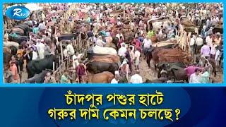 পশুর হাট থেকে সরাসরি: গরুর জনপ্রিয়তা ও দাম | Rtv News