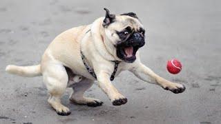 FUNNIEST PUG videos make you LAUGH ALL TIME - Funny Dog Videos 2024