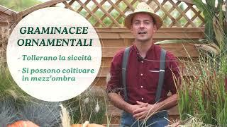 Graminacee Ornamentali | Stefano Pagano