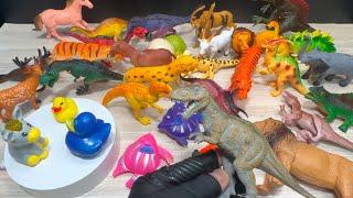  ASMR_Slow Aggressive * Lets Pick Up Some Animals Toy - Dinosaur, Tiger, Fish, Horse, Mini Duck *