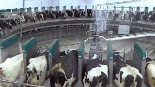 Agweek Vault: Robotic Rotary Qual Dairy