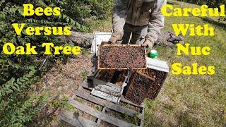 Honeybees That Were Crushed | Surprises in Three Hives