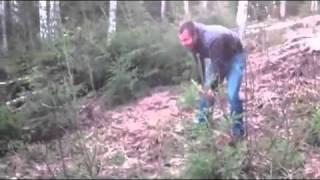 Two russians shoulder barge a tree