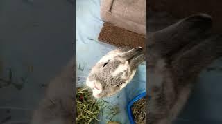 How is she this cute?? #bunny #rabbit #pets #pet #viral #cute #trending #shorts #trend #dog #snowy