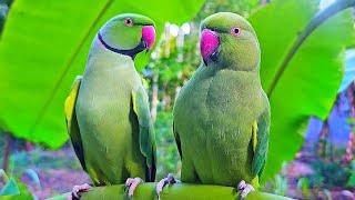 Beautiful Talking Parrot Sounds