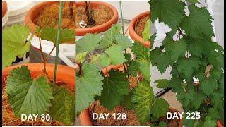 How to grow grapes from seeds - Part 2 ( 2.5 months to 8 months old)