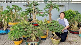 Thúy An 24/8 #0939700449 chào bán lô cây cảnh bonsai mới về phong phú đa dạng, dáng độc lạ