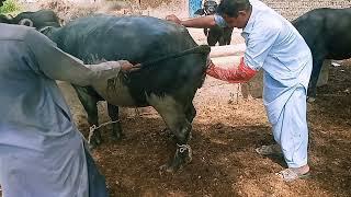 my Buffalo Dr checking for its period's of fertilization amazing video.