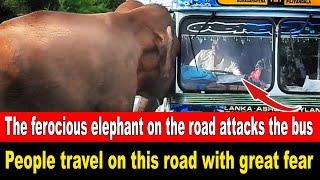 The ferocious elephant on the road attacks the bus. People travel on this road with great fear