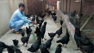 Free Range Ayam Cemani Chiken Farming In Punjab @HSNEntertainment