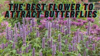 The Best Flower to Attract Butterflies to your Garden