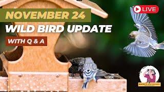 The START of Bird Feeder Season: November 2024 Wild Bird Update