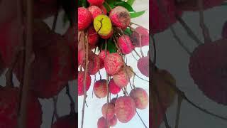 Lichi Lichi #Usman #Ali #Khan #kurulus #Osman 