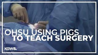 Physicians Committee wants Portlanders to know that OHSU still uses pigs to teach surgery