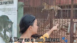 A Day as a Zoo Intern  : Observing Leopard (Don) at  Assam State Zoo [নাহৰফুটুকী বাঘ]