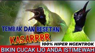 Cucak Ijo Besetan Full Tembak Istimewah Juri Pasti Geleng Kepala || Masteran Cucak Ijo Bikin Emosii