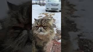 Bubby first out this year. #bubhub #dailycuteness #funnyshorts #winterspecial #cutecat #helpingother