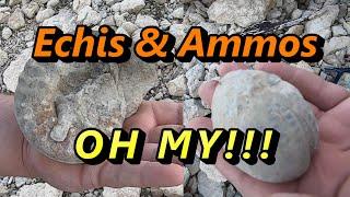 Fossil Hunting for Ammonites at Lake Texoma